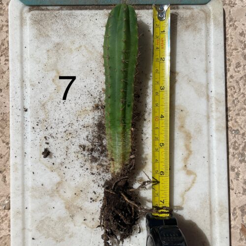Peruvian Torch Seedlings "Bonny x Blue 3" #7
