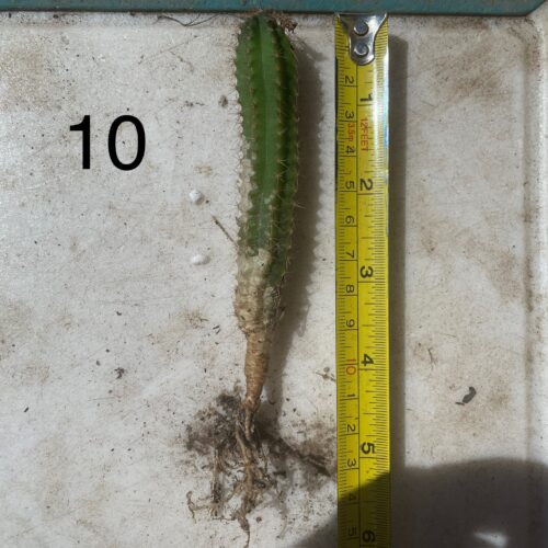 Dr. G Scop x (Super Pedro x J3) Seedling #10