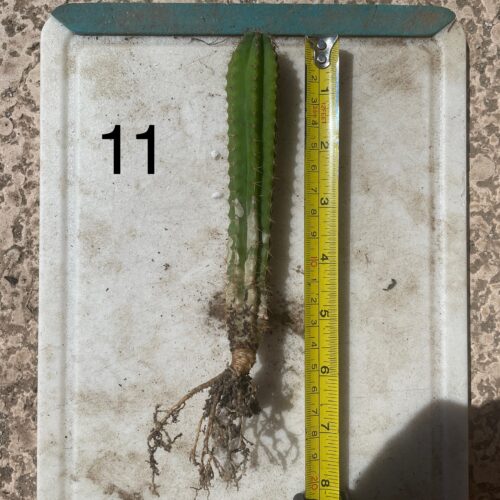 Dr. G Scop x (Super Pedro x J3) Seedling #11