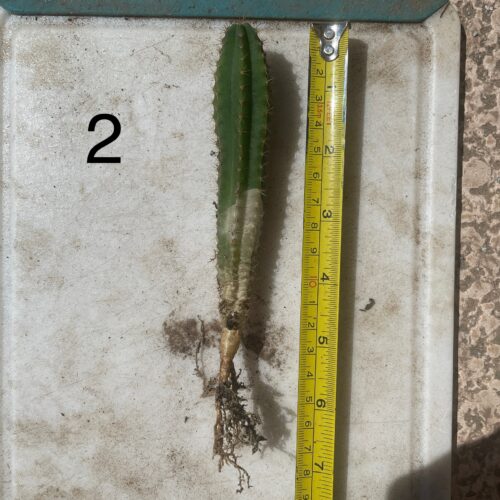 Dr. G Scop x (Super Pedro x J3) Seedling #2