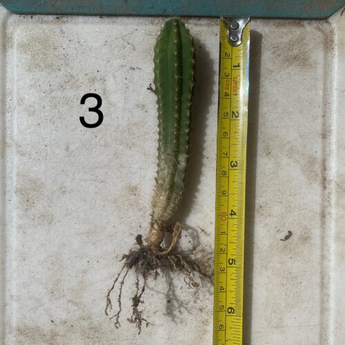 Dr. G Scop x (Super Pedro x J3) Seedling #3