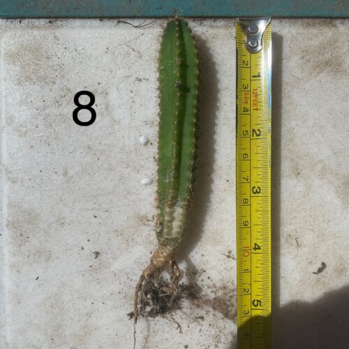 Dr. G Scop x (Super Pedro x J3) Seedling #8