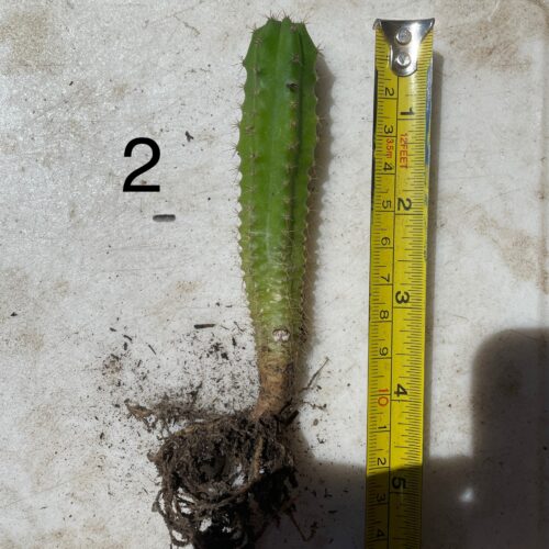 San Pedro "Kimnach x Jessica" Seedling #2
