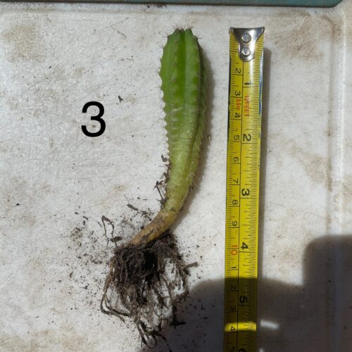 San Pedro "Kimnach x Jessica" Seedling #3