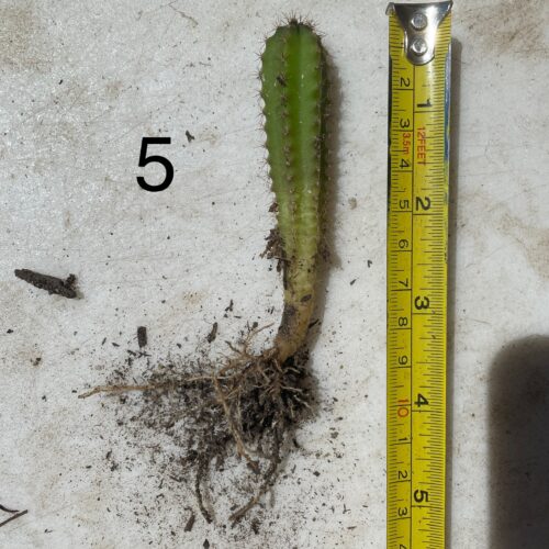 San Pedro "Kimnach x Jessica" Seedling #5