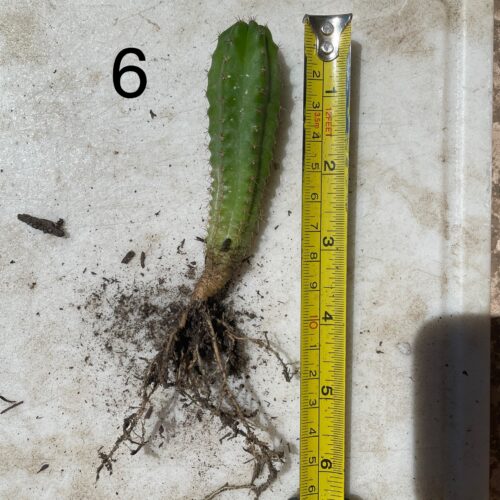 San Pedro "Kimnach x Jessica" Seedling #6