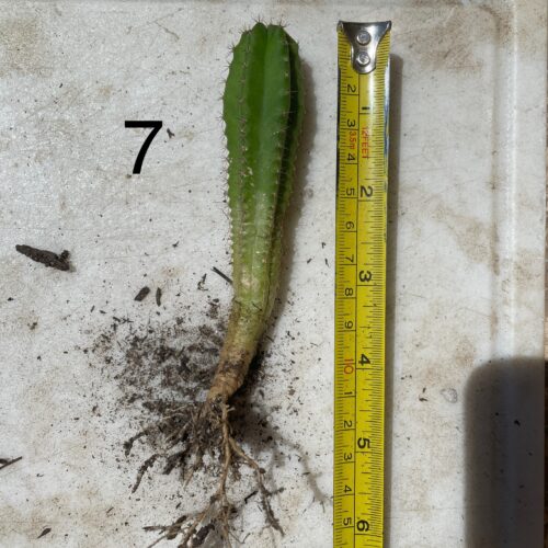 San Pedro "Kimnach x Jessica" Seedling #7