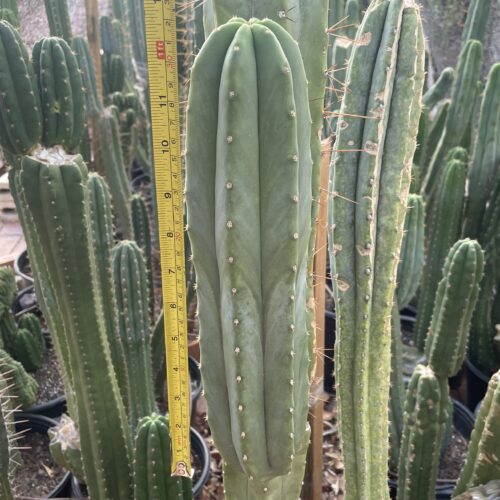 12 inch Scopulicola "Tucson Fat" Cutting
