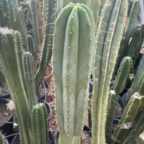 12 inch Scopulicola "Tucson Fat" Cutting