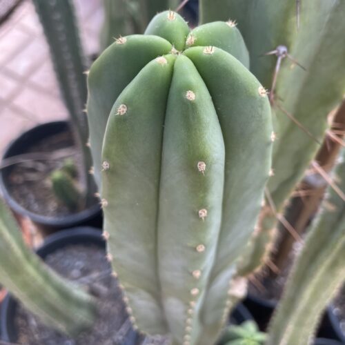 12 inch Scopulicola "Tucson Fat" Cutting