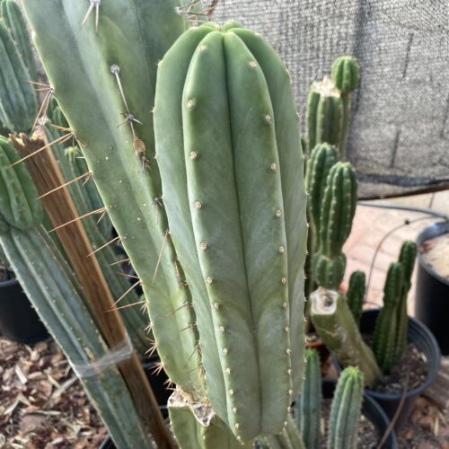 12 inch Scopulicola "Tucson Fat" Cutting