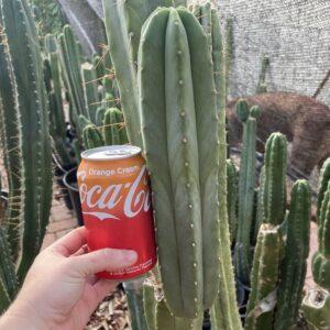 12 inch Scopulicola "Tucson Fat" Cutting