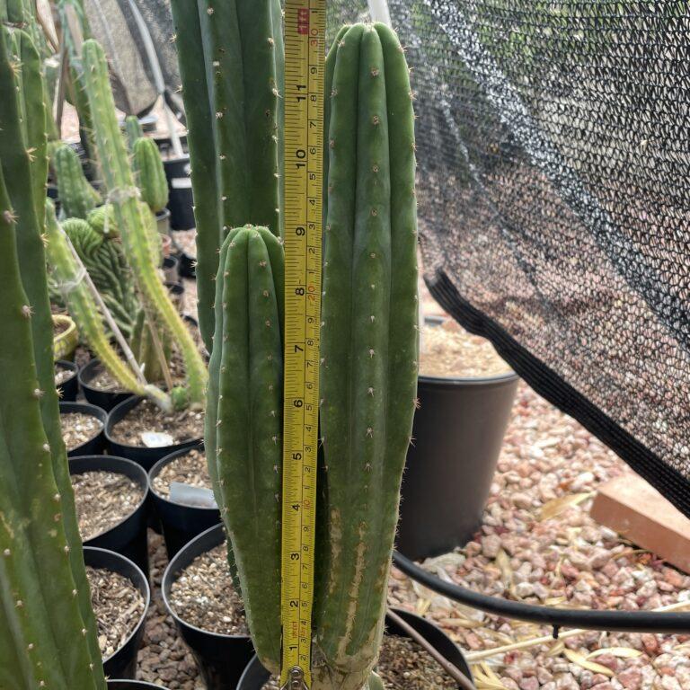 12 inch San Pedro "Ogunbodede" Cutting