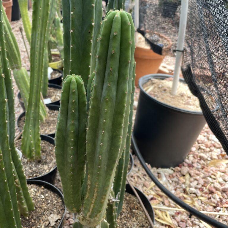 12 inch San Pedro "Ogunbodede" Cutting