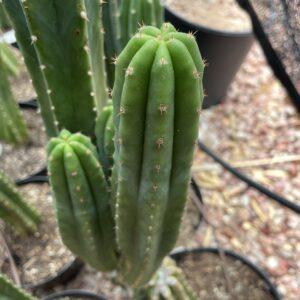 12 inch San Pedro "Ogunbodede" Cutting
