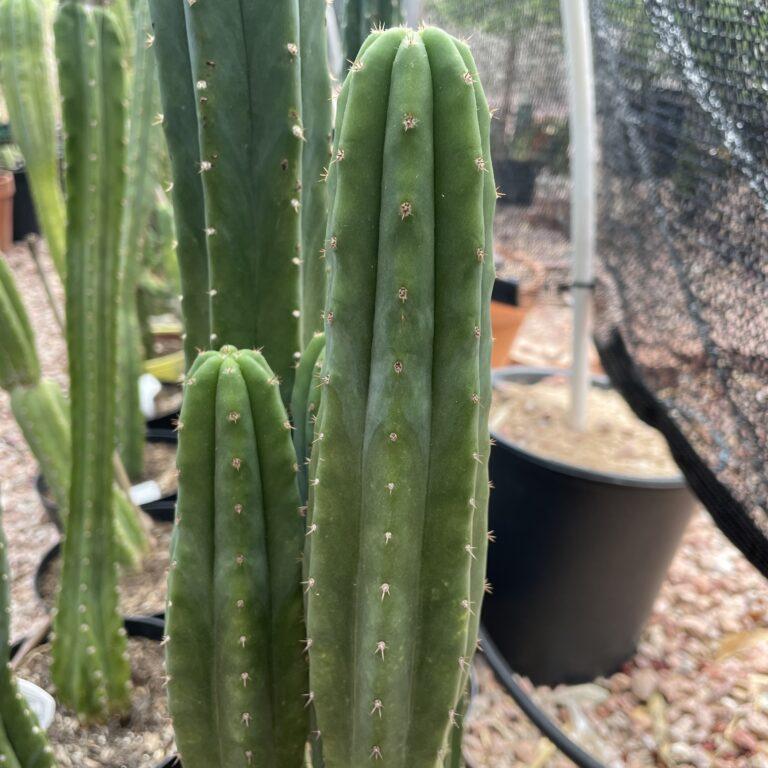 12 inch San Pedro "Ogunbodede" Cutting