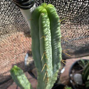 13 inch T. Bridgesii "Bolivian Torch" Cutting