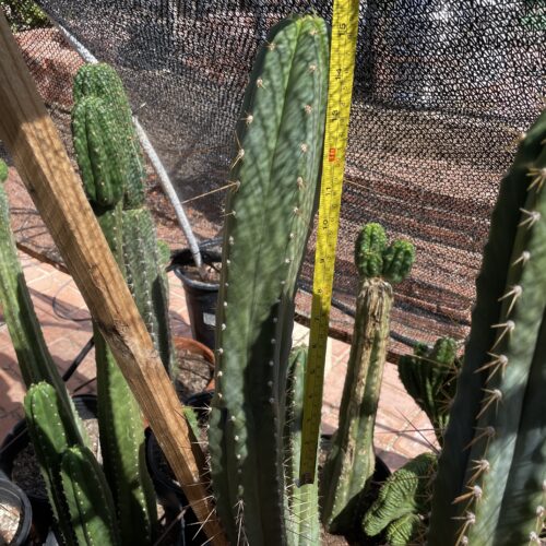 15 inch Ecuadorian Landrace Cutting