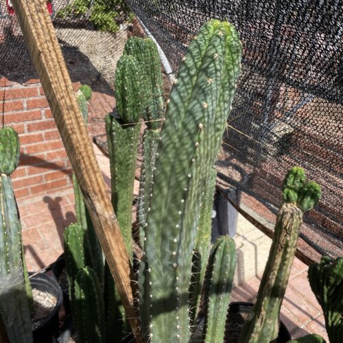 15 inch Ecuadorian Landrace Cutting