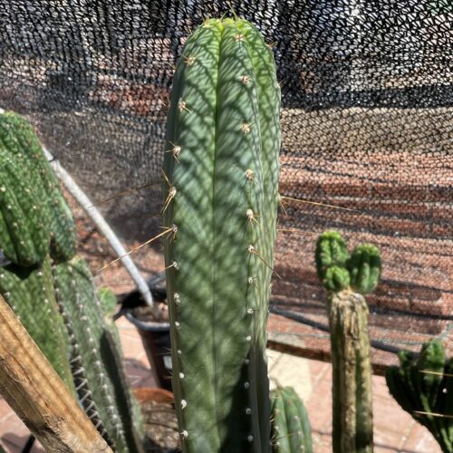 15 inch Ecuadorian Landrace Cutting