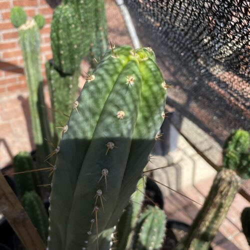 15 inch Ecuadorian Landrace Cutting