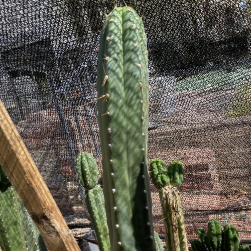 15 inch Ecuadorian Landrace Cutting