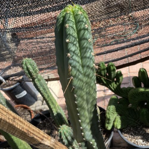 15 inch Ecuadorian Landrace Cutting