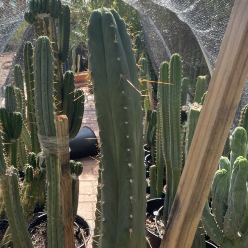 15 inch Ecuadorian Landrace Cutting