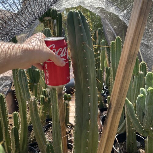 15 inch Ecuadorian Landrace Cutting