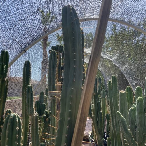 15 inch Ecuadorian Landrace Cutting