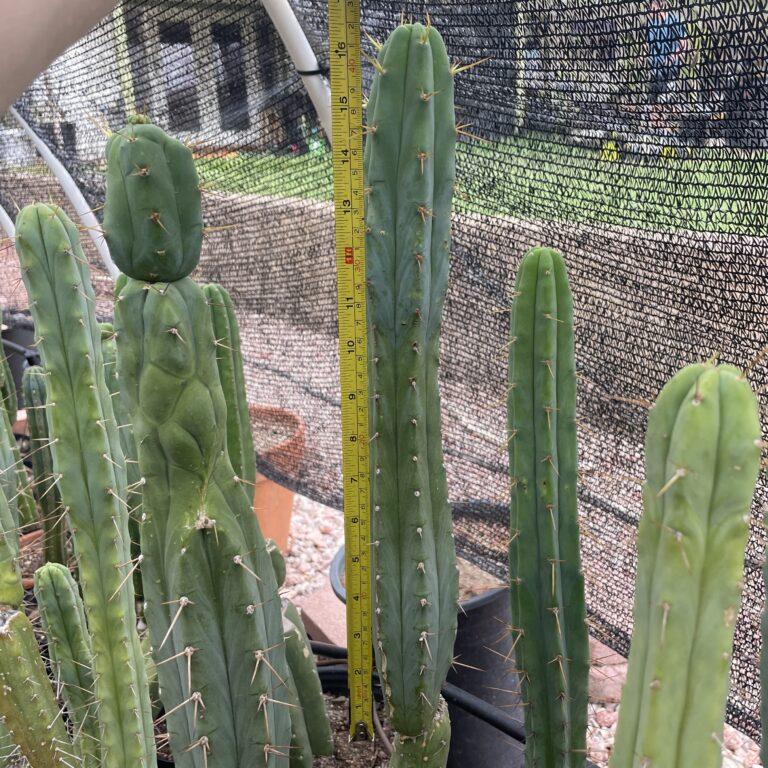 16.5 inch T. Bridgesii "Bolivian Torch" Cutting