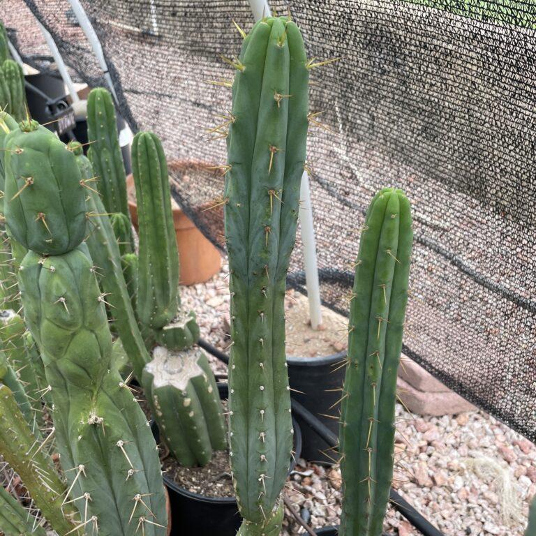 16.5 inch T. Bridgesii "Bolivian Torch" Cutting