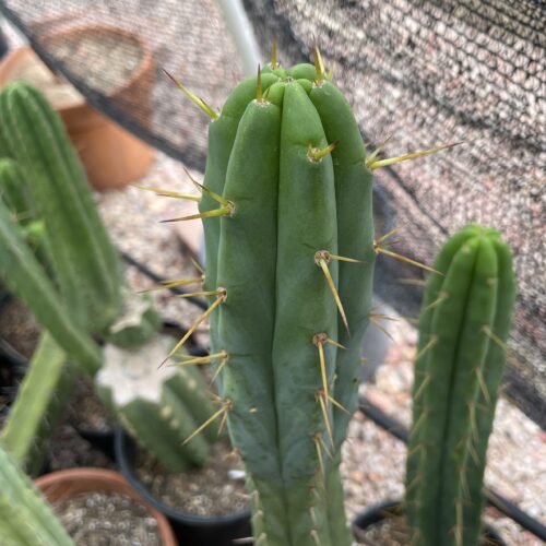 16.5 inch T. Bridgesii "Bolivian Torch" Cutting