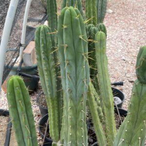 16.5 inch T. Bridgesii "Bolivian Torch" Cutting