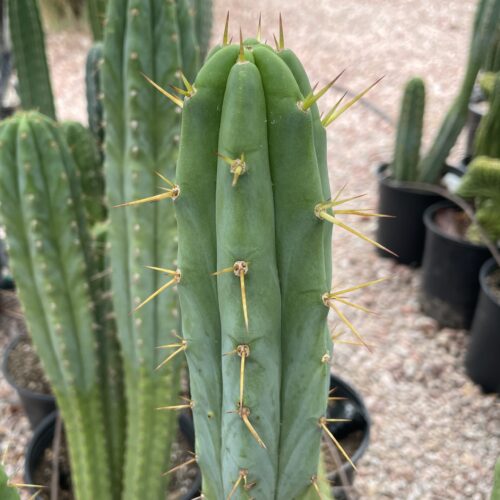 16.5 inch T. Bridgesii "Bolivian Torch" Cutting