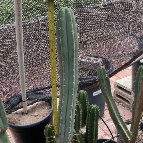 16 inch T. Bridgesii "Bolivian Torch" Cutting