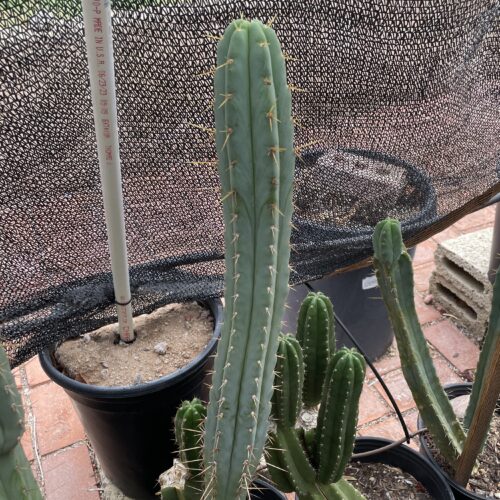 16 inch T. Bridgesii "Bolivian Torch" Cutting