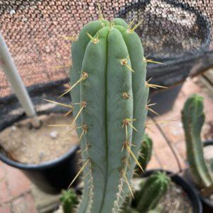 16 inch T. Bridgesii "Bolivian Torch" Cutting