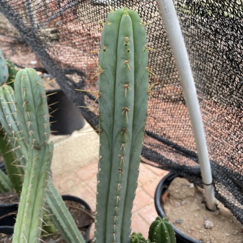16 inch T. Bridgesii "Bolivian Torch" Cutting