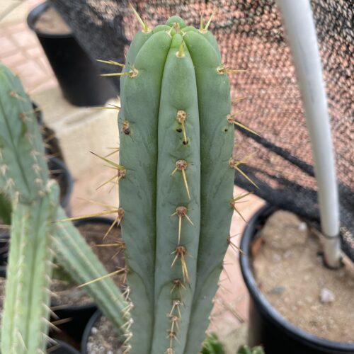 16 inch T. Bridgesii "Bolivian Torch" Cutting