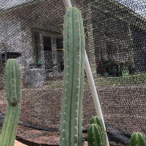 16 inch T. Bridgesii "Bolivian Torch" Cutting