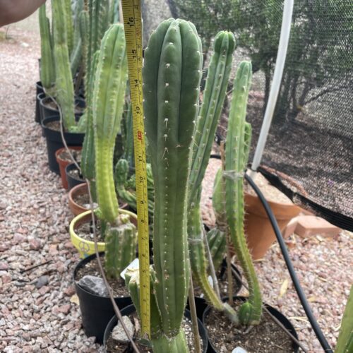 16 inch San Pedro "Yowie" Cutting