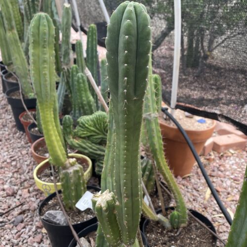 16 inch San Pedro "Yowie" Cutting
