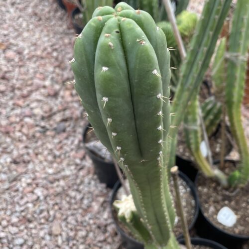 16 inch San Pedro "Yowie" Cutting