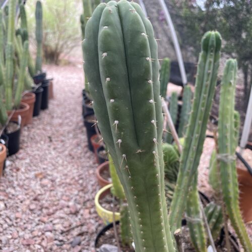 16 inch San Pedro "Yowie" Cutting