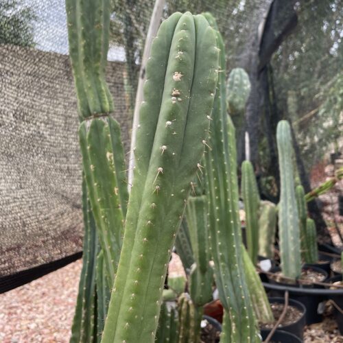 16 inch San Pedro "Yowie" Cutting