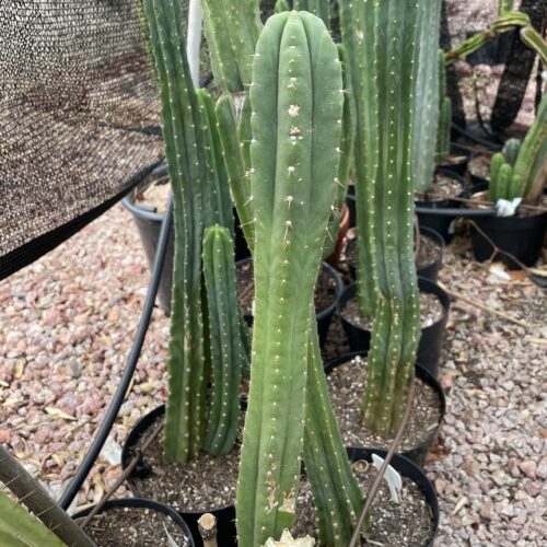 16 inch San Pedro "Yowie" Cutting