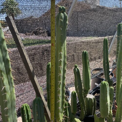 17 inch Bridgesii "KGC x SS02" Cutting