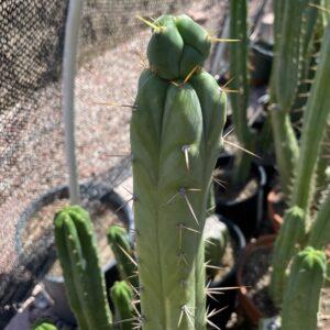 17 inch Bridgesii "KGC x SS02" Cutting