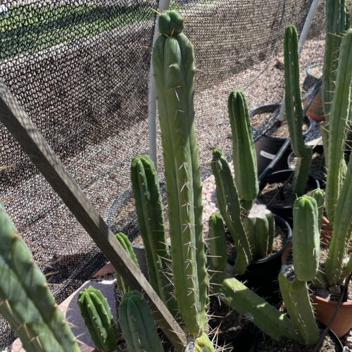 17 inch Bridgesii "KGC x SS02" Cutting
